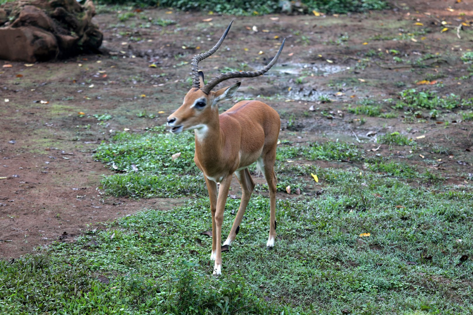 impala (Aepyceros melampus)