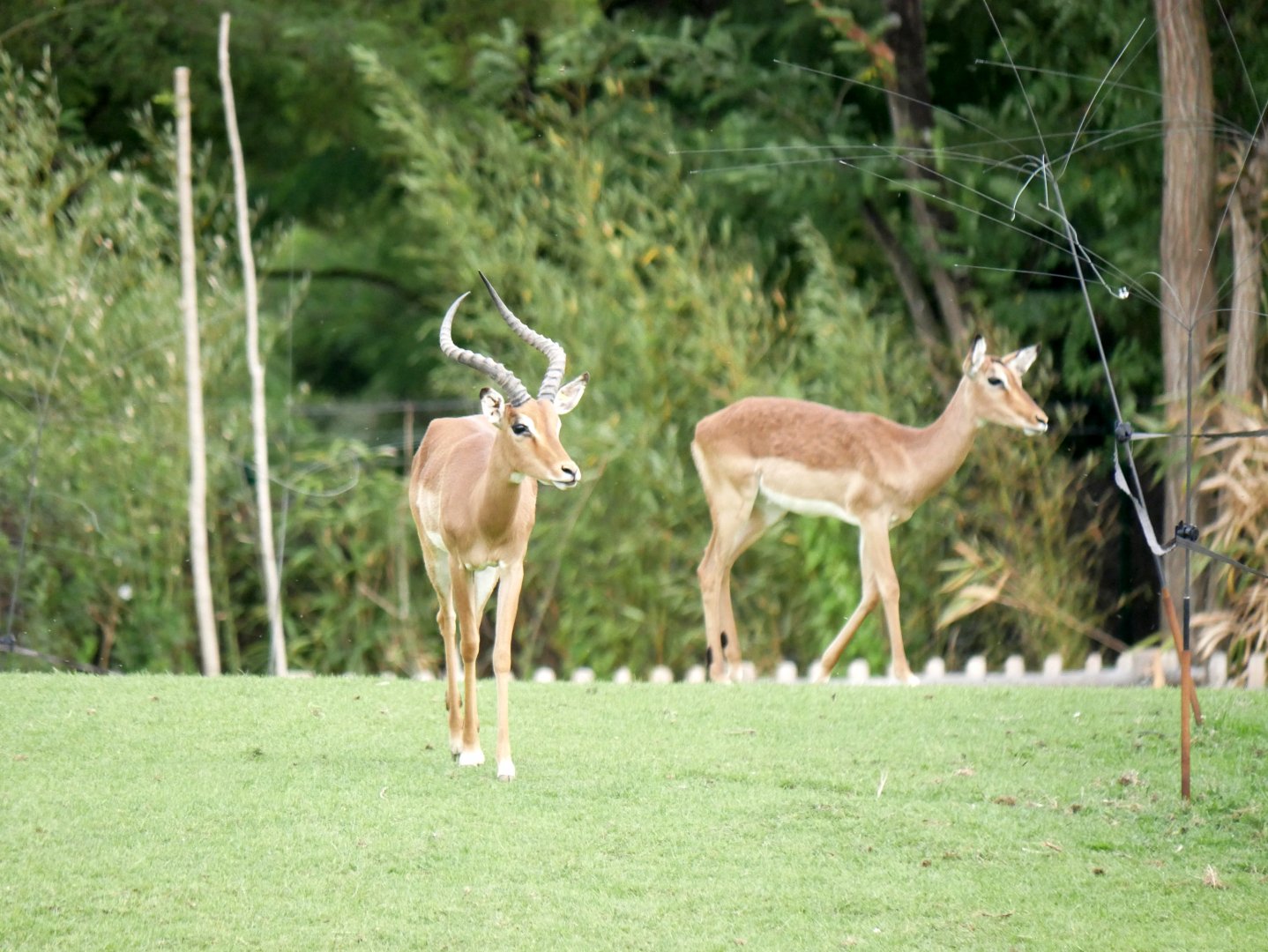 Impala (Aepyceros melampus)
