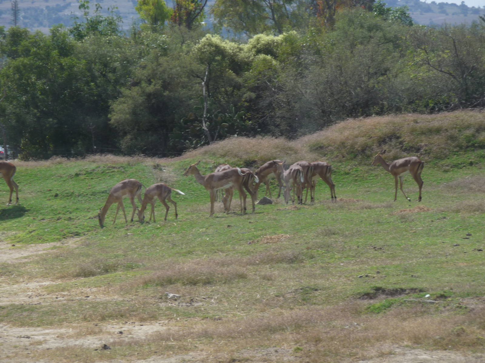 impala africam safari