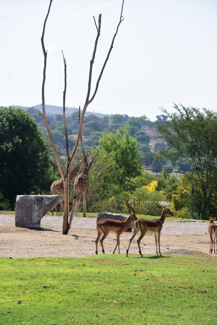 Impala and Giraffes
