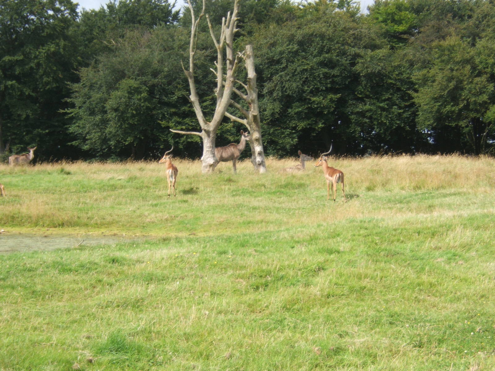 Impala and Greater Kudu