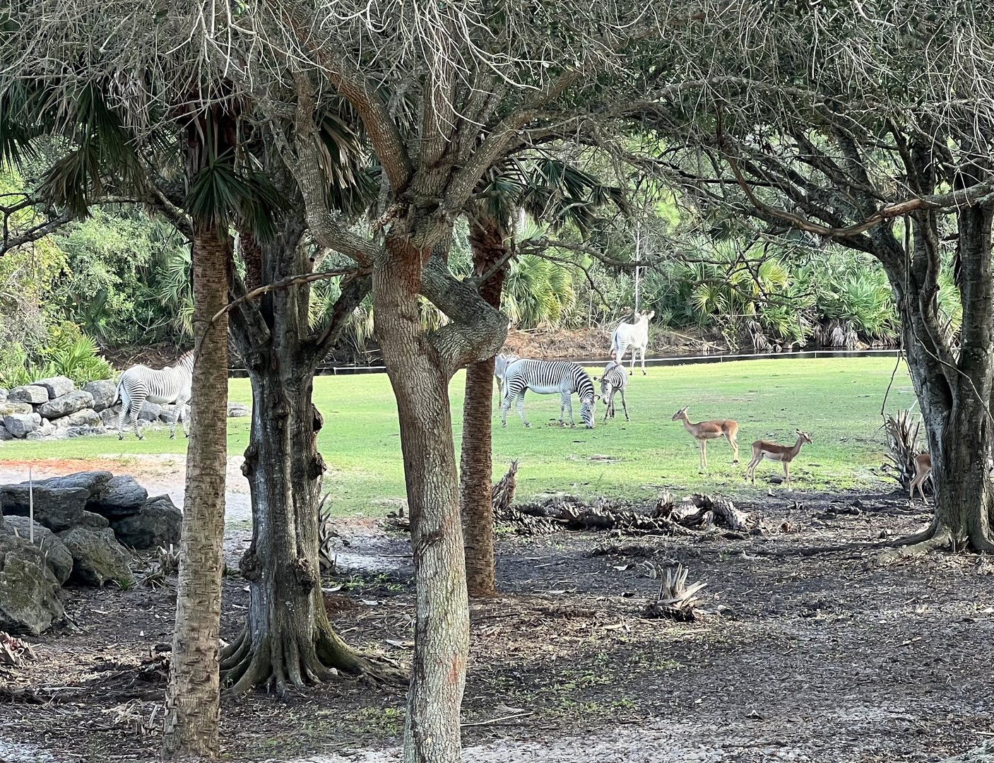 Impala and Grevy Zebra