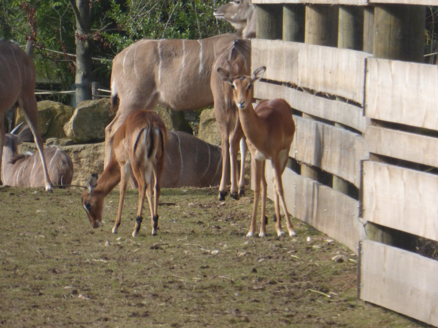 Impala and kudu