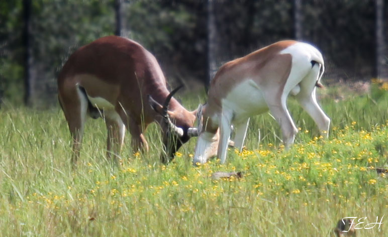 impala and soemerrings sparring