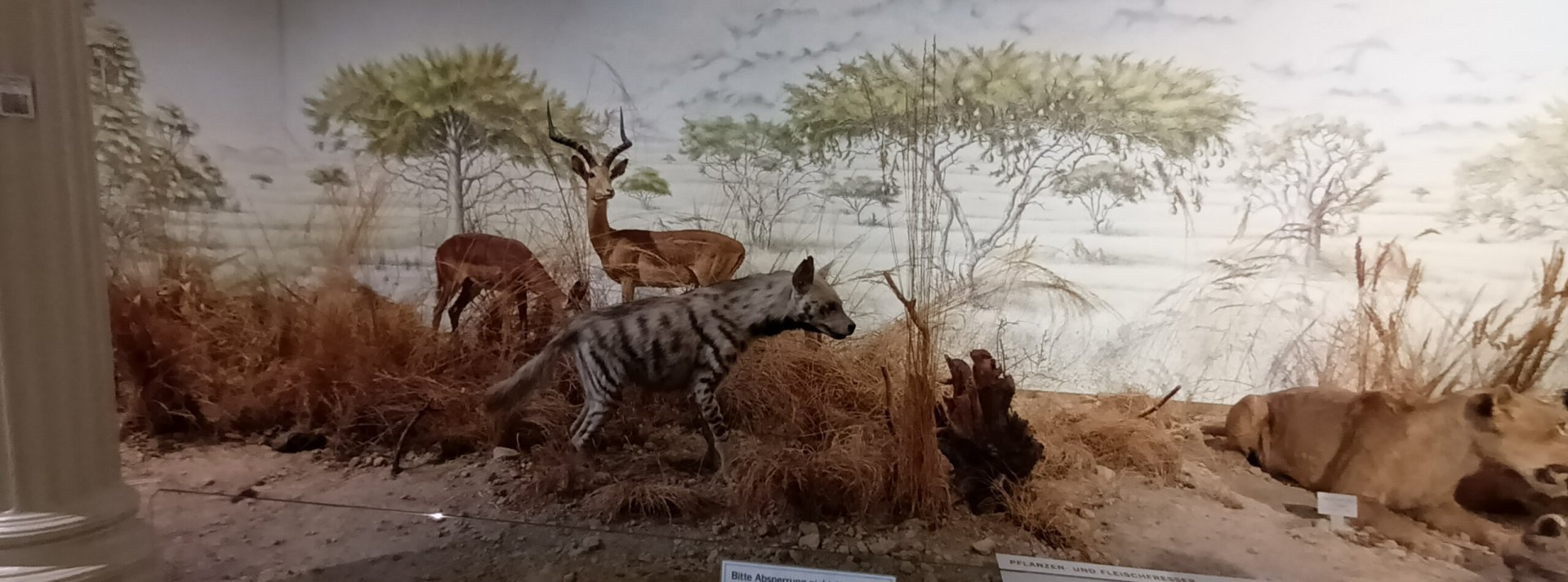 Impala and Striped Hyena part of african savannah Diorama
