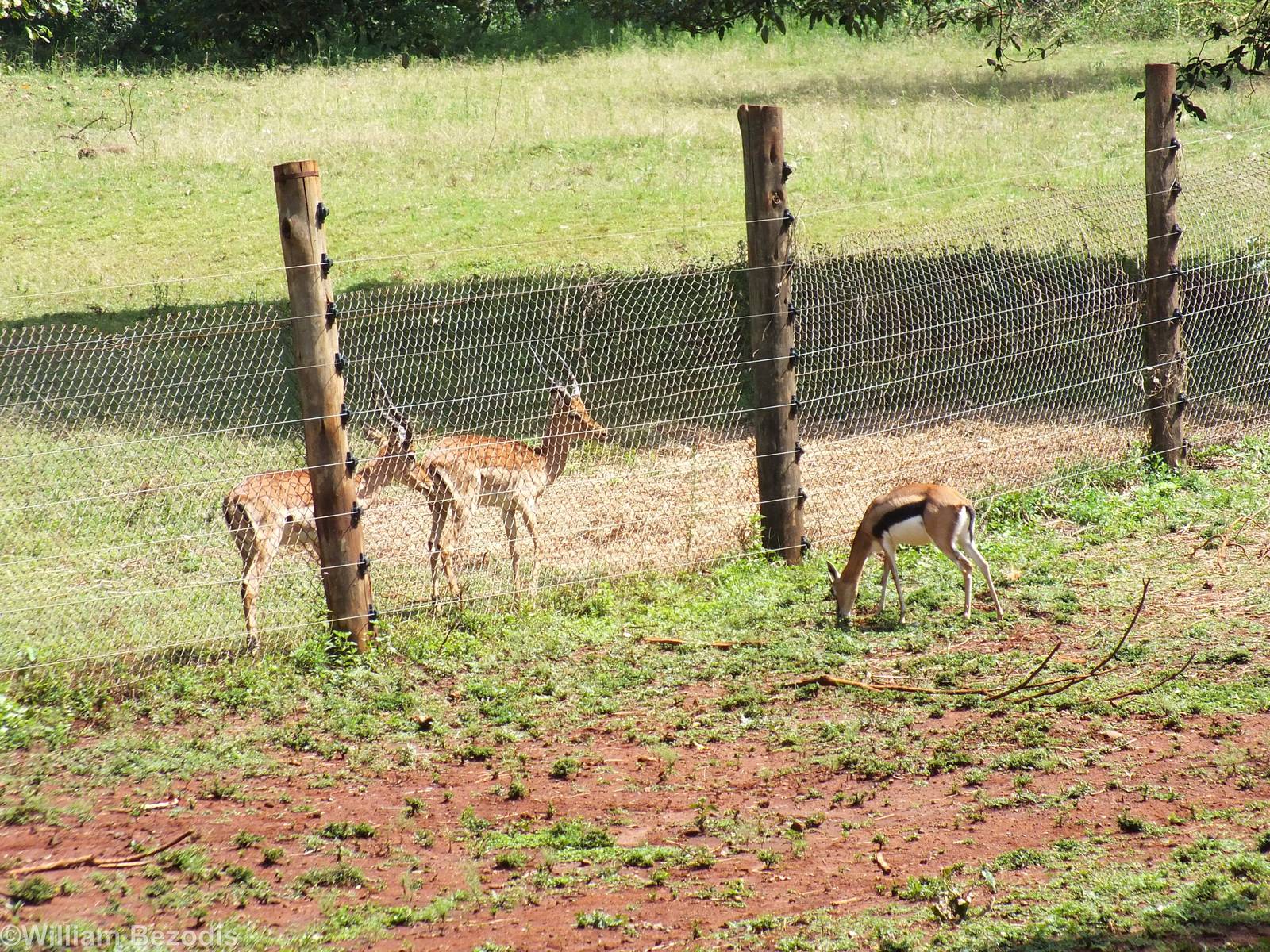 Impala and Thomson's Gazelle - Nairobi Safari Walk