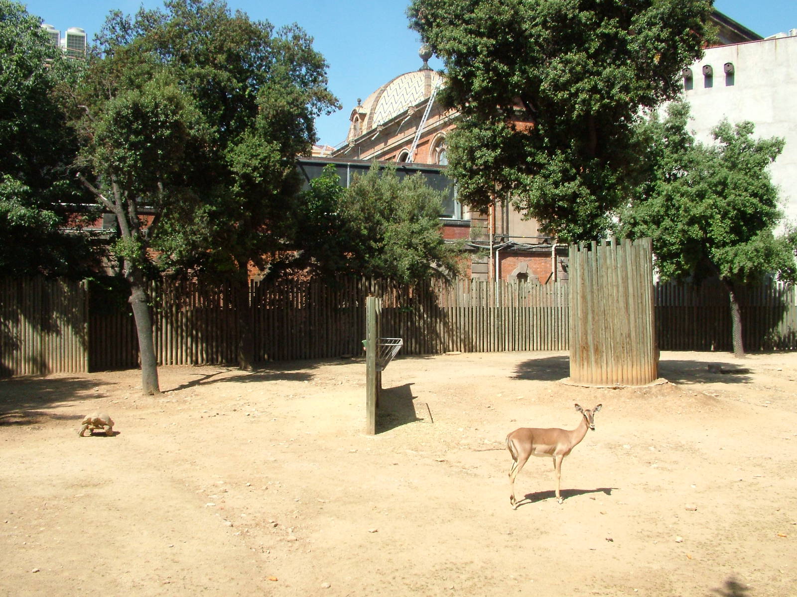 Impala and Tortoise Paddock at Barcelona, 30/05/11