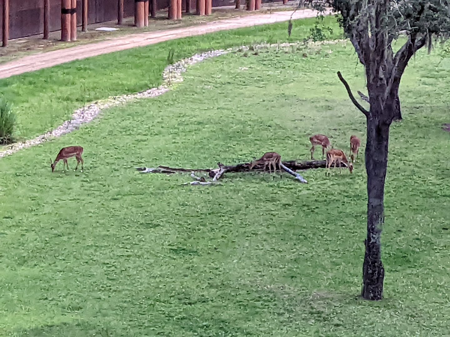 Impala - Arusha savanna