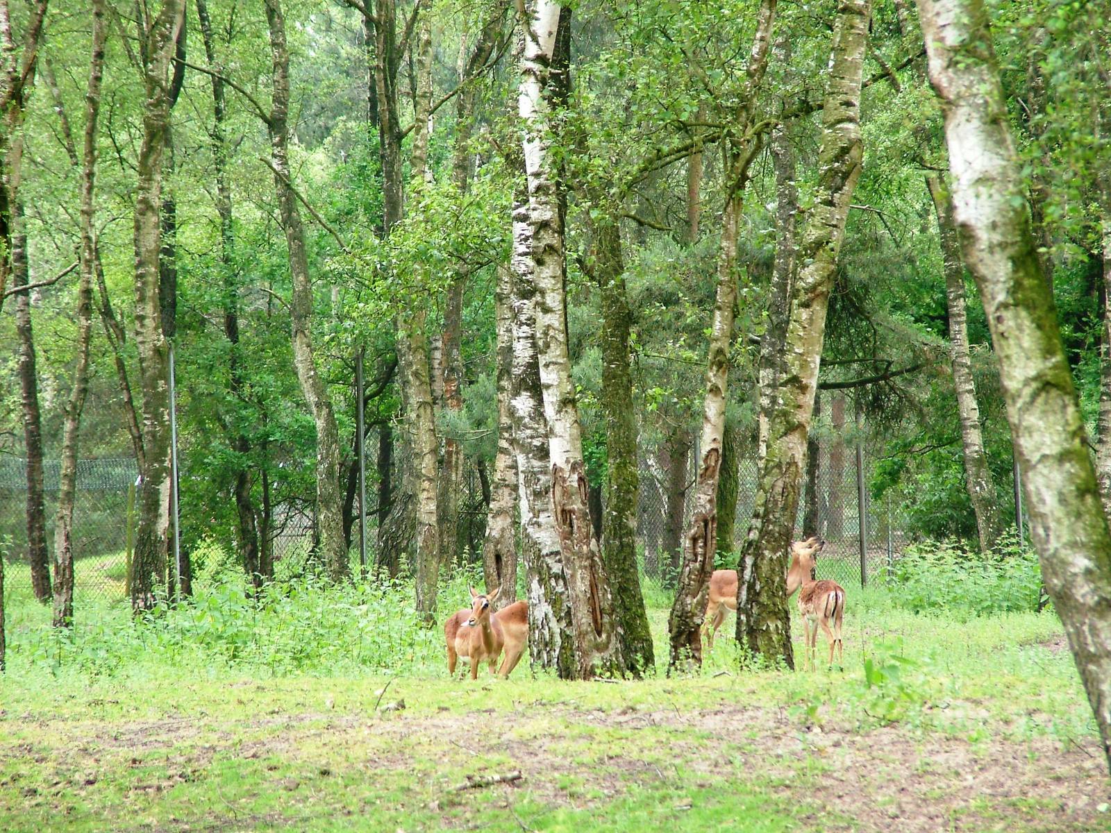 Impala at Beekse Bergen, 31/05/12