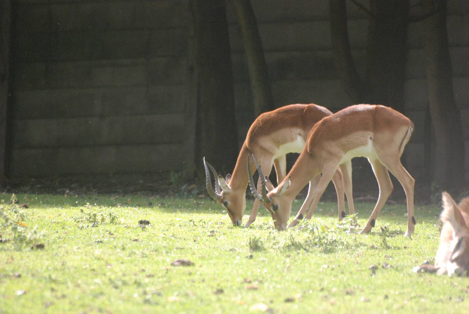 Impala at Dvur Kralove, 27/08/12