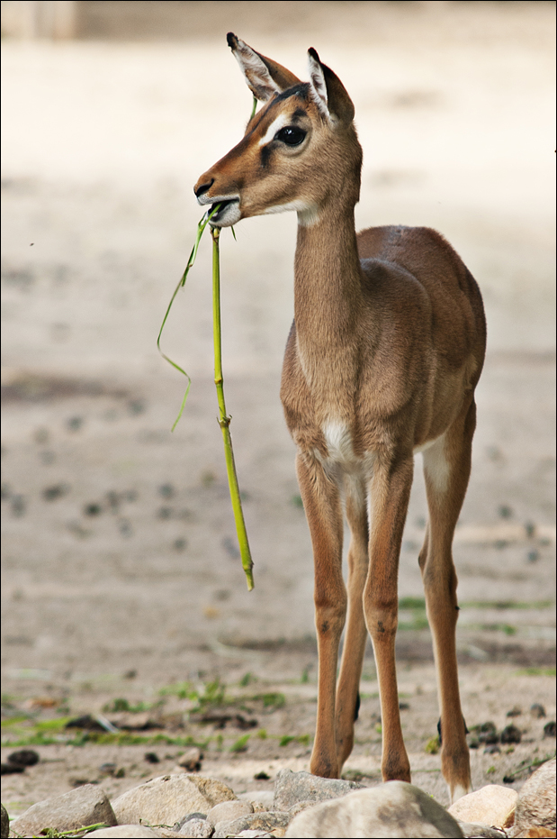 Impala at Hamburg