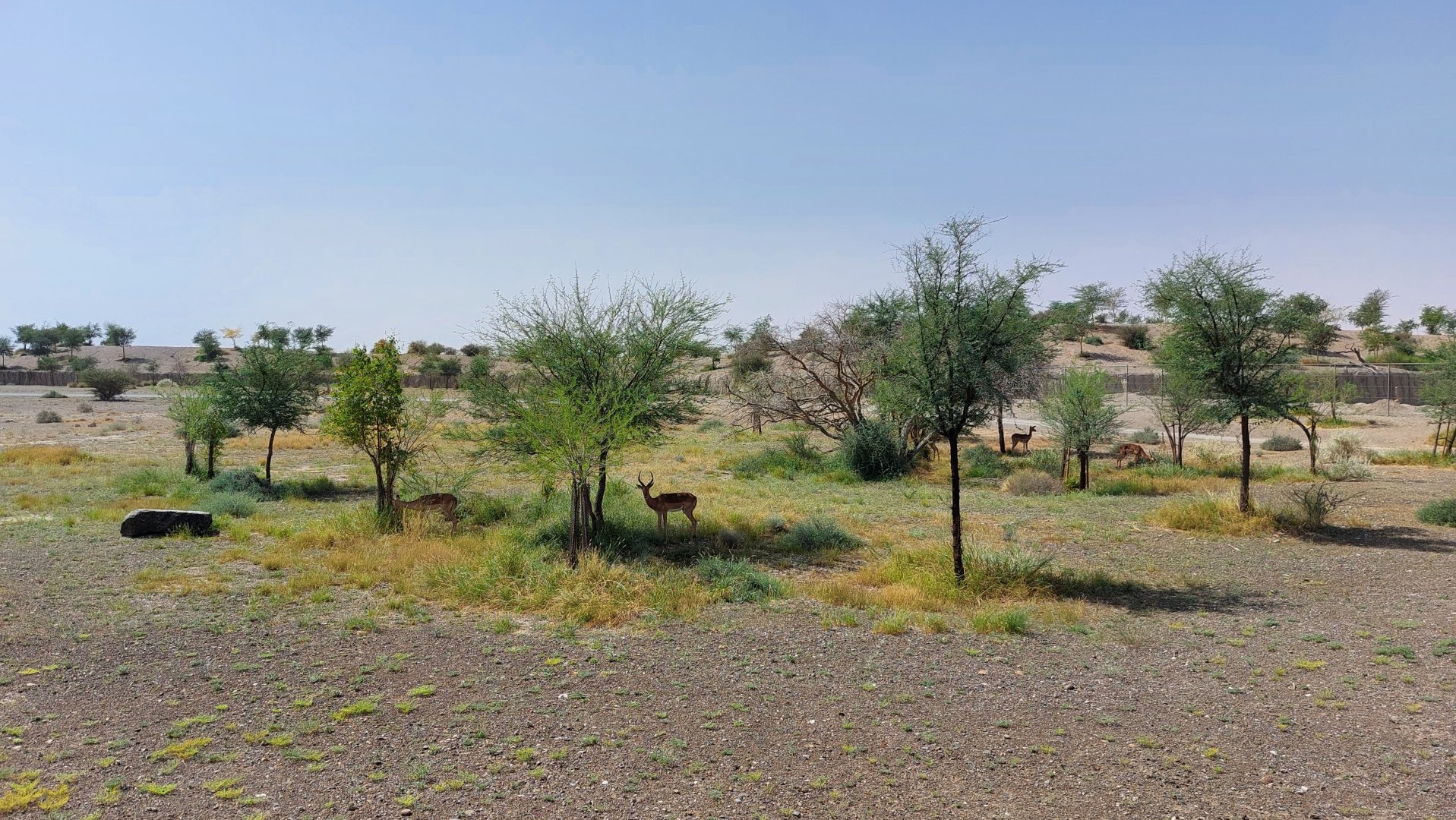 Impala at the Savanne area