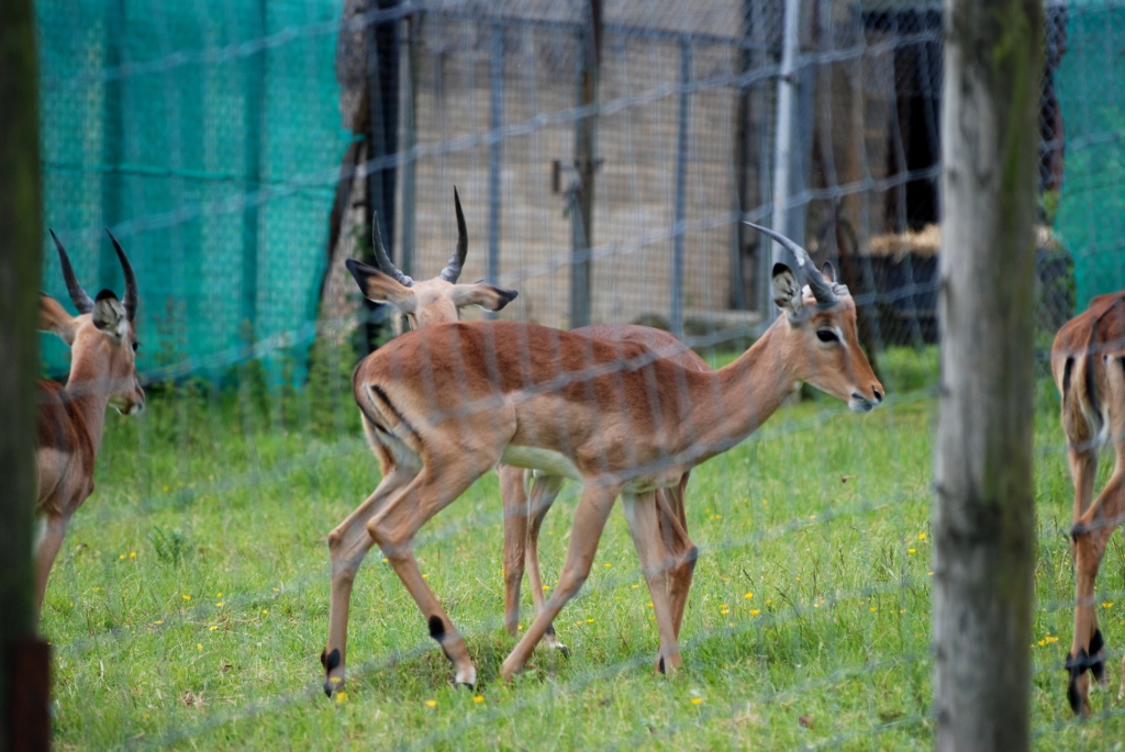 Impala at Whipsnade, 31/05/14
