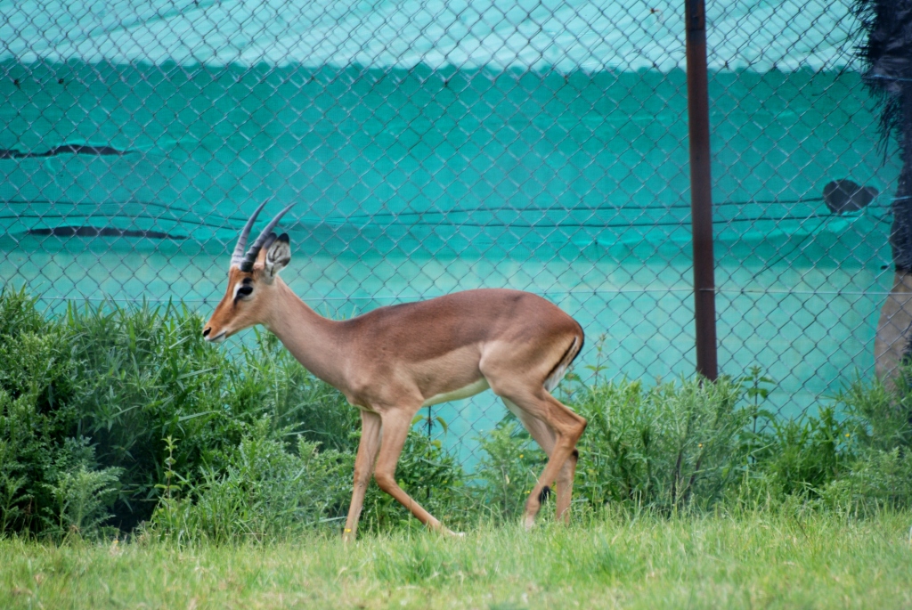 Impala at Whipsnade, 31/05/14
