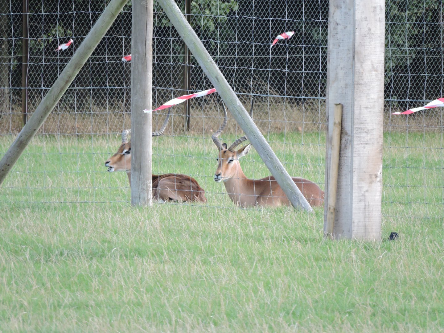 Impala behind Cheetah exhibit