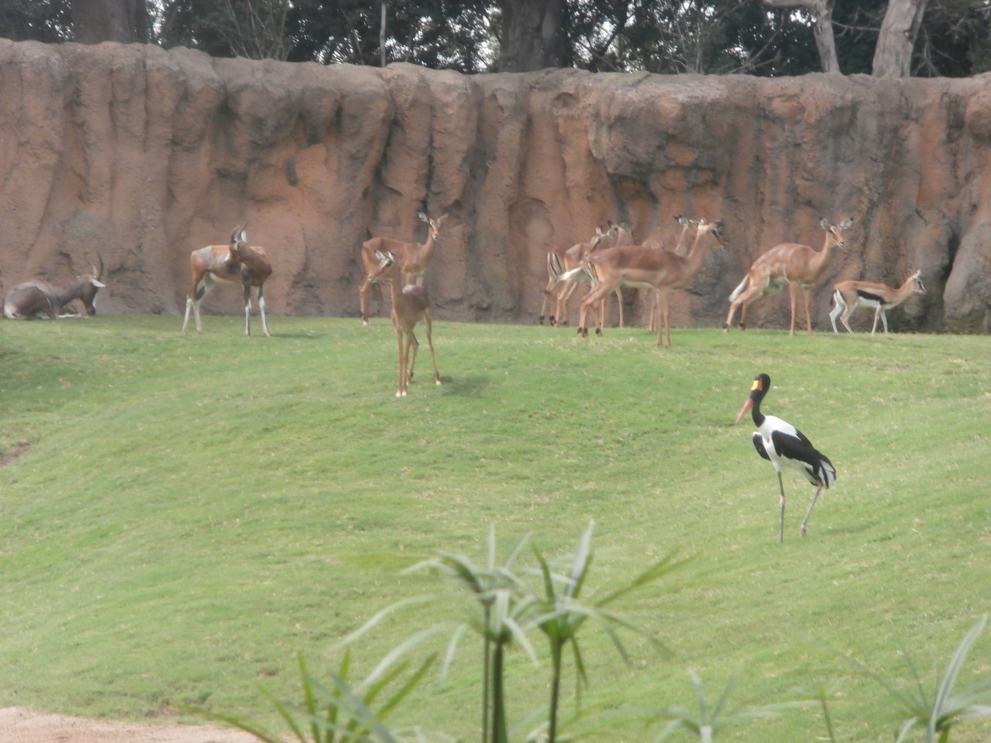 Impala, Blesbok, Thomson's gazelle and Saddle billed stork -Bioparc Valencia (Summer 2017)