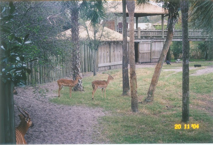 Impala & Bongo