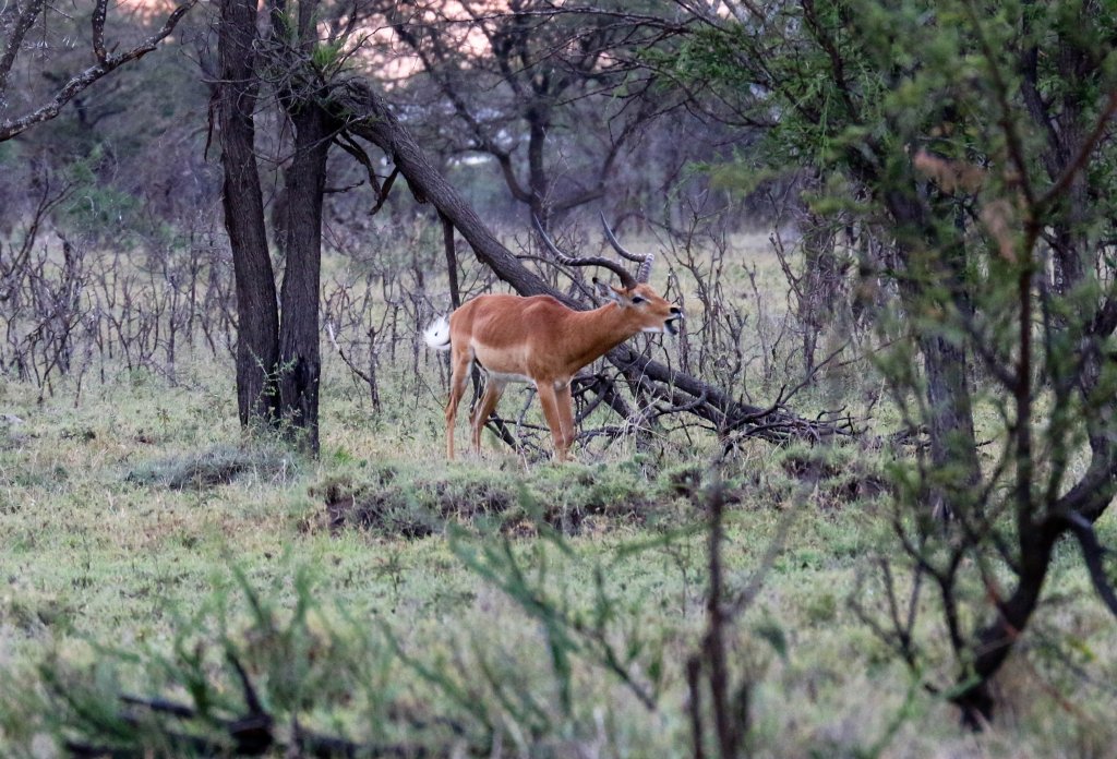 Impala buck vocalising