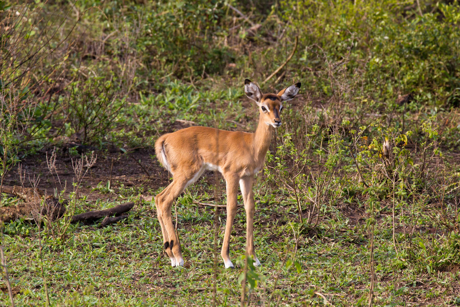 Impala calf