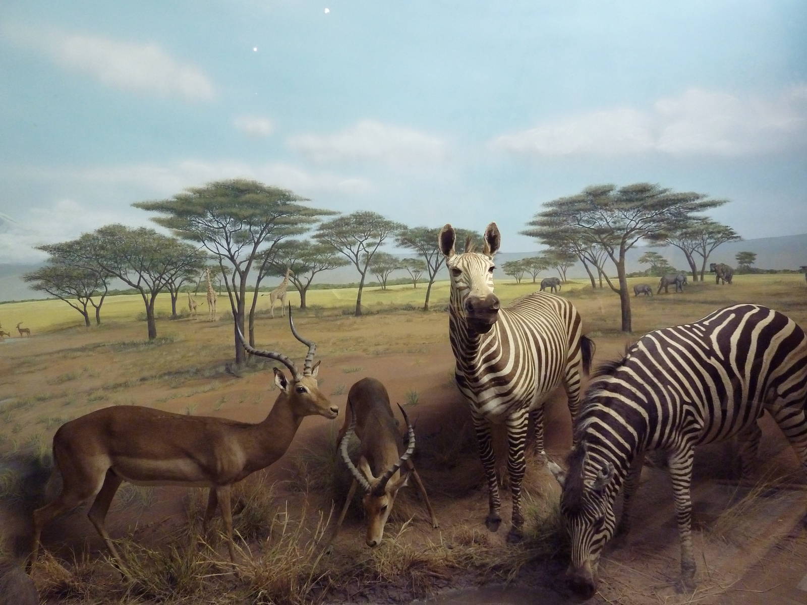 Impala/Cape Mountain Zebra/Burchell's Zebra