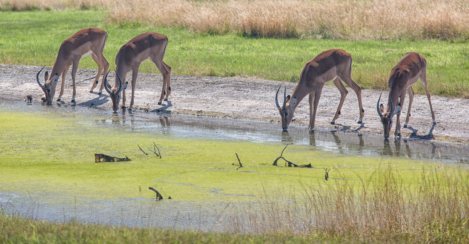 Impala (drinking) : Whipsnade : 03 Aug 2014