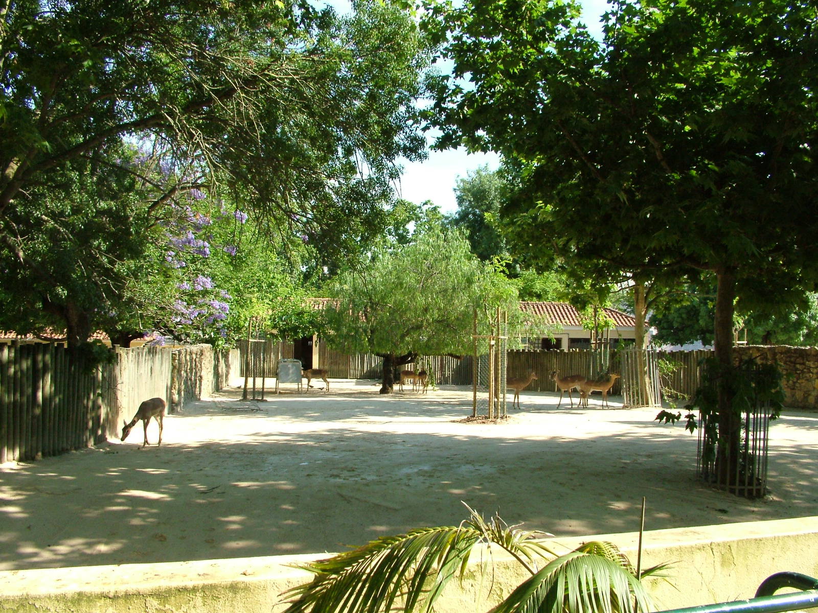 Impala Exhibit at Lisbon Zoo, 24/05/11