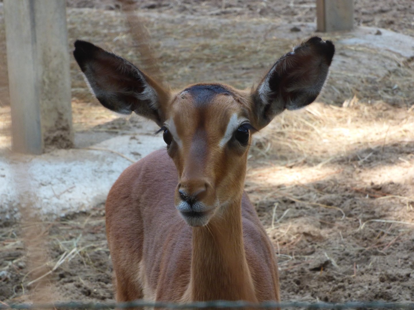 Impala Fawn