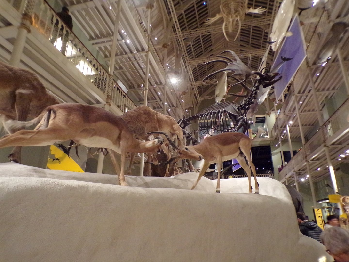 Impala fighting 30.12.22