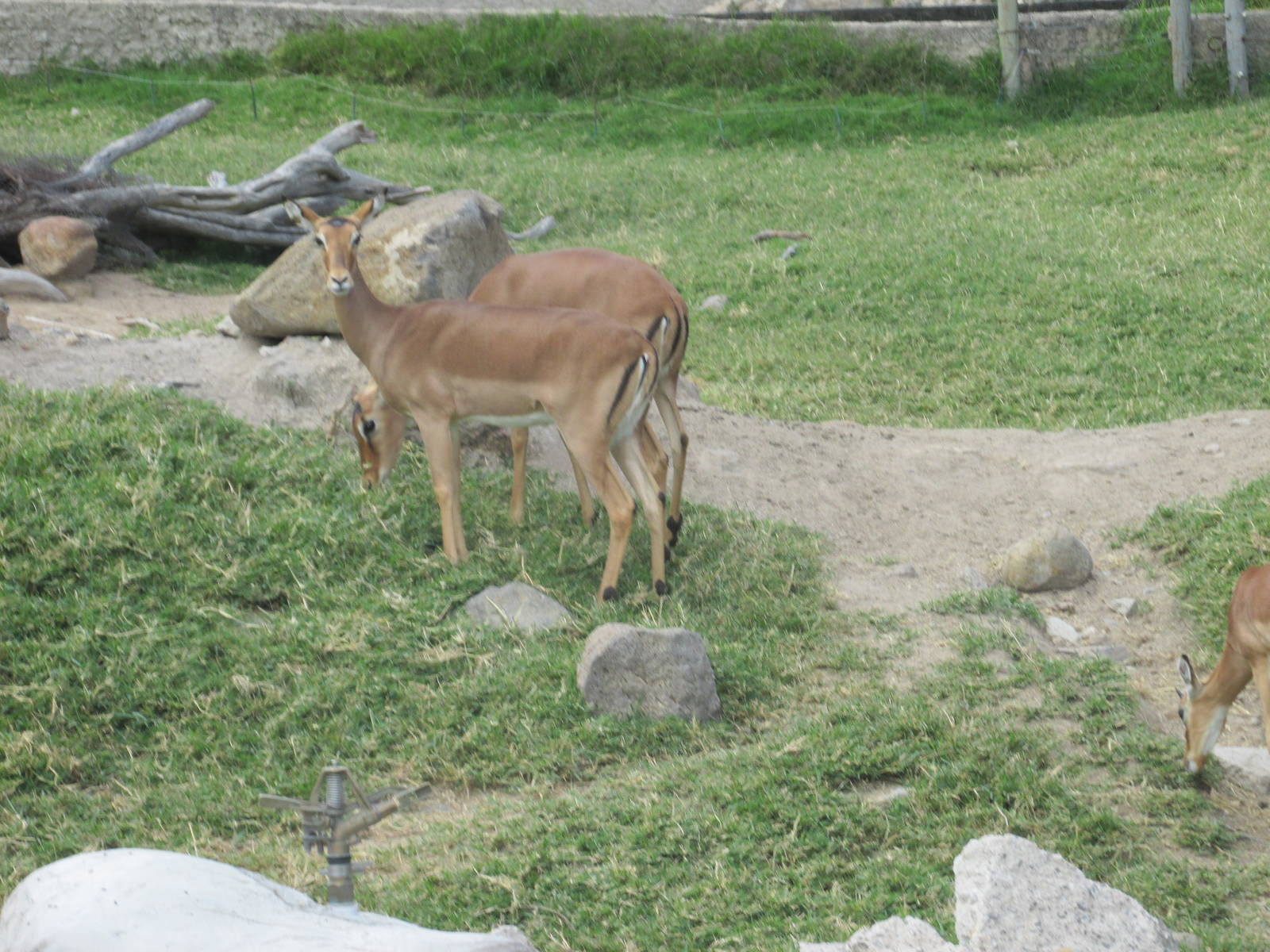 impala guadalajara zoo