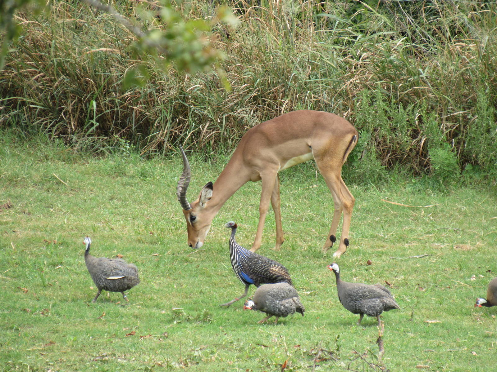 Impala, Helmeted Guineafowl, and Vulturine Guineafowl