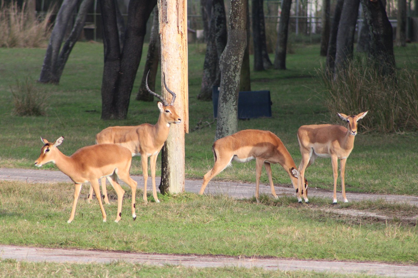 Impala Herd (Aepyceros melampus ssp.)