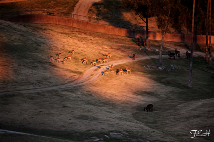 impala herd in last light of day