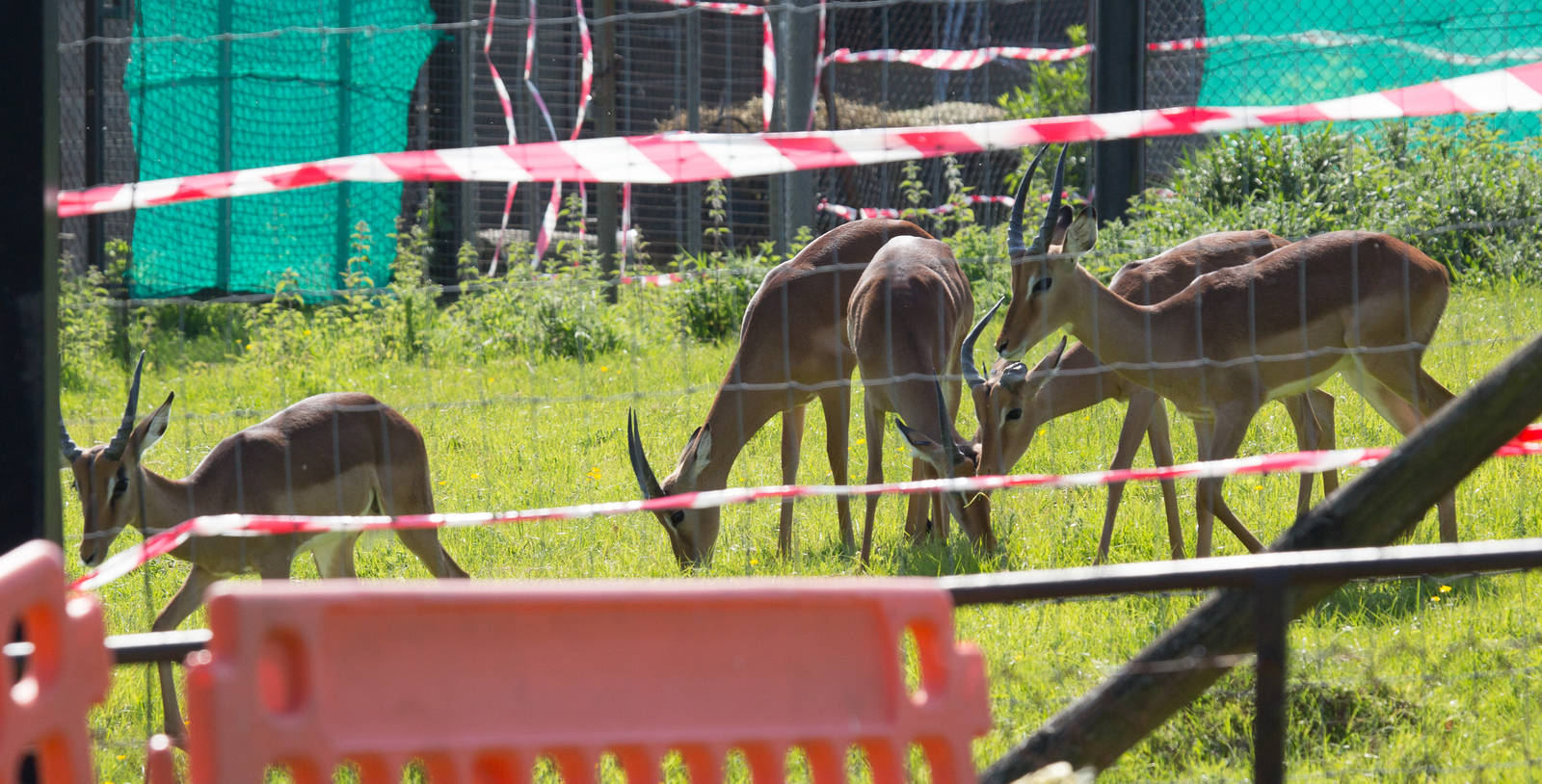Impala herd : Whipsnade : 18 May 2014