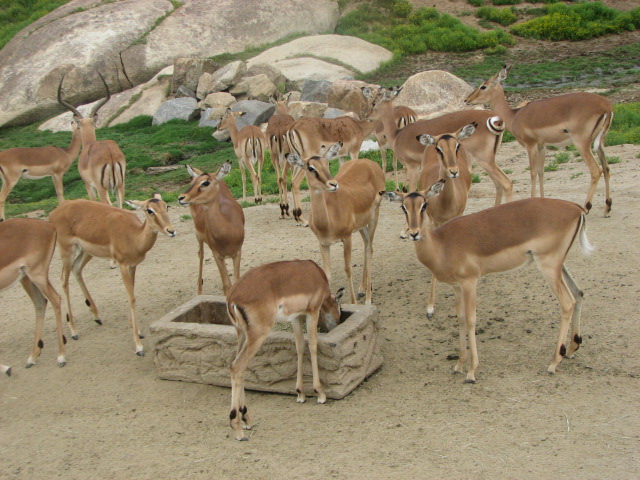Impala herd