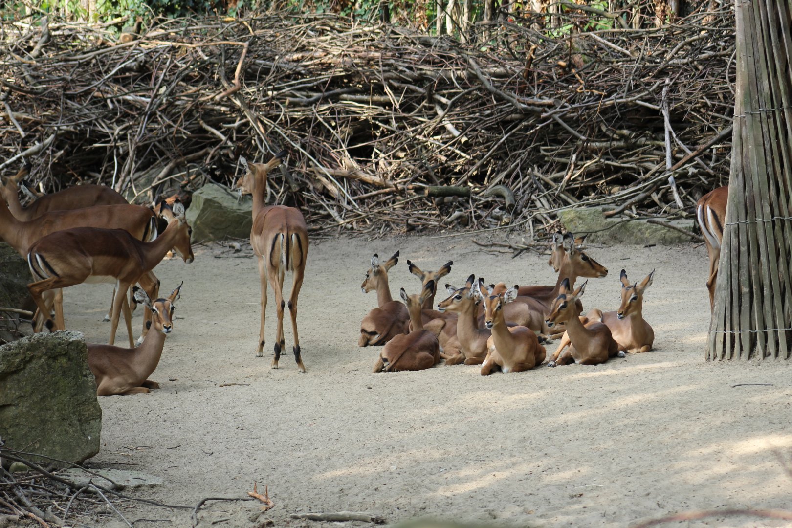 Impala Herd
