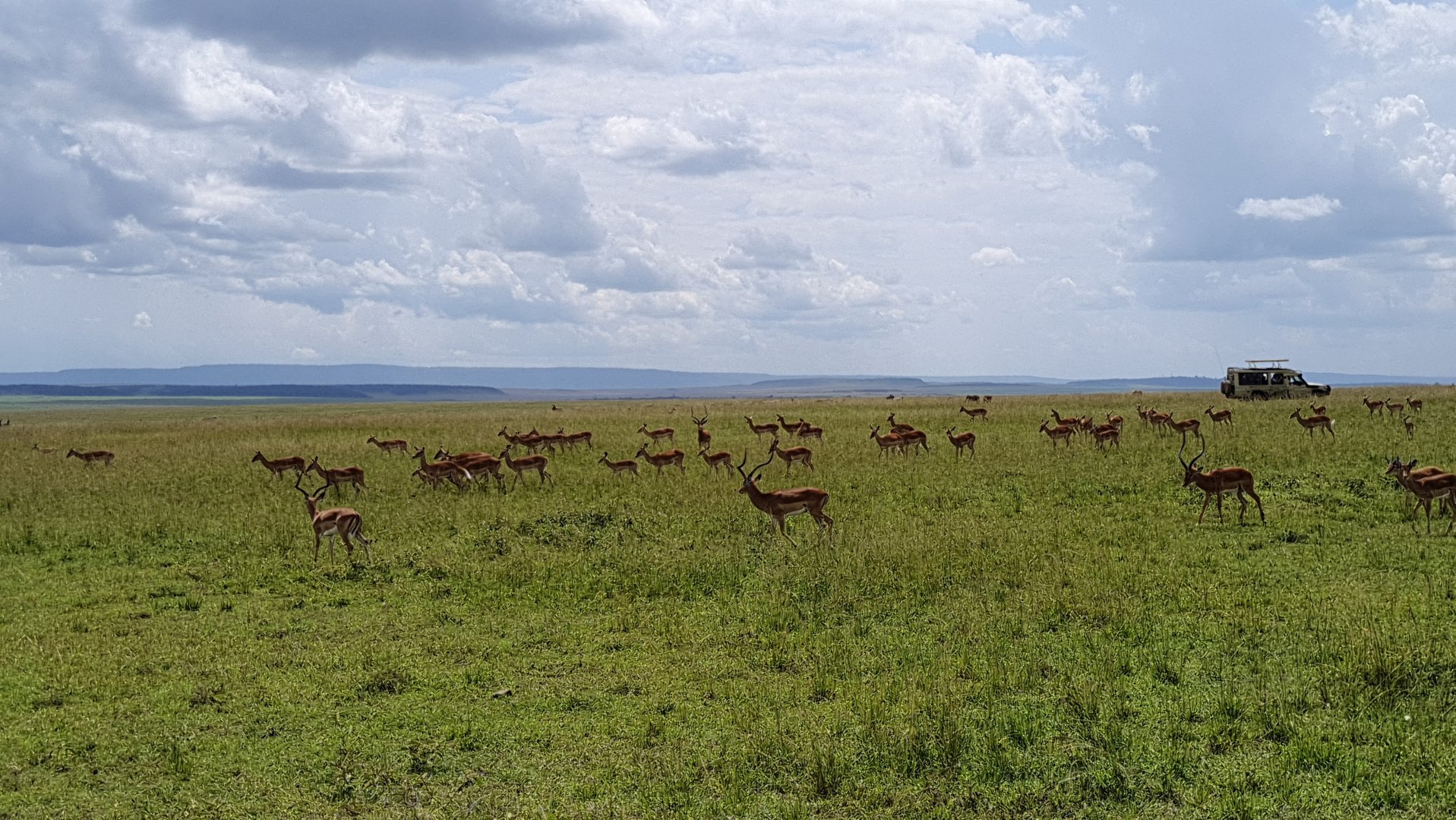 Impala herd