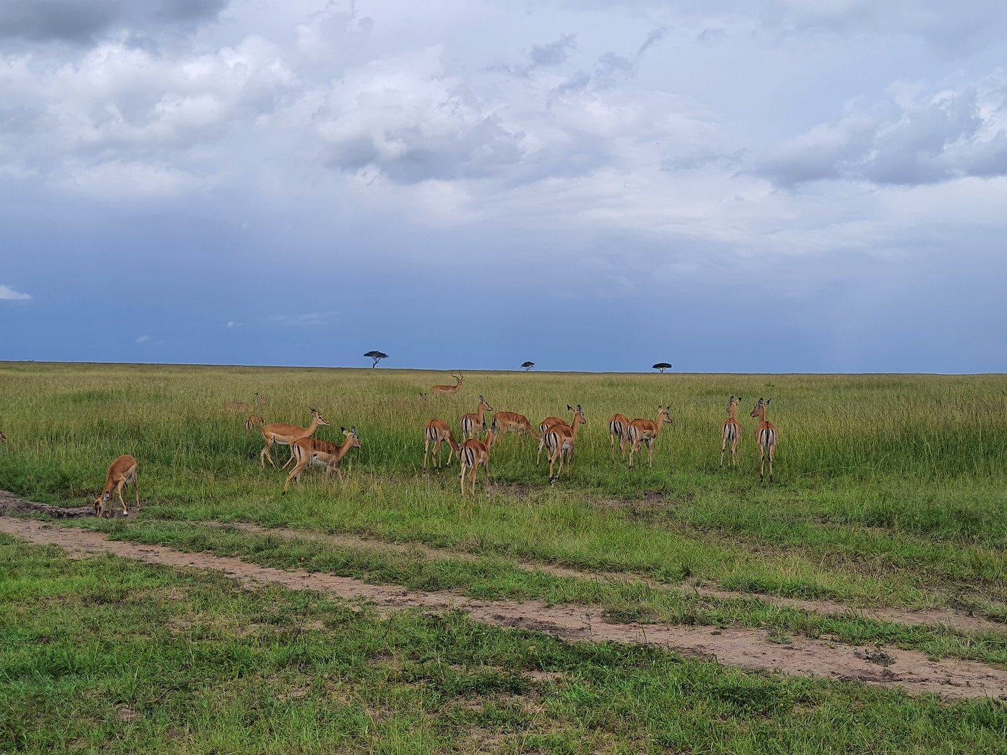 Impala herd