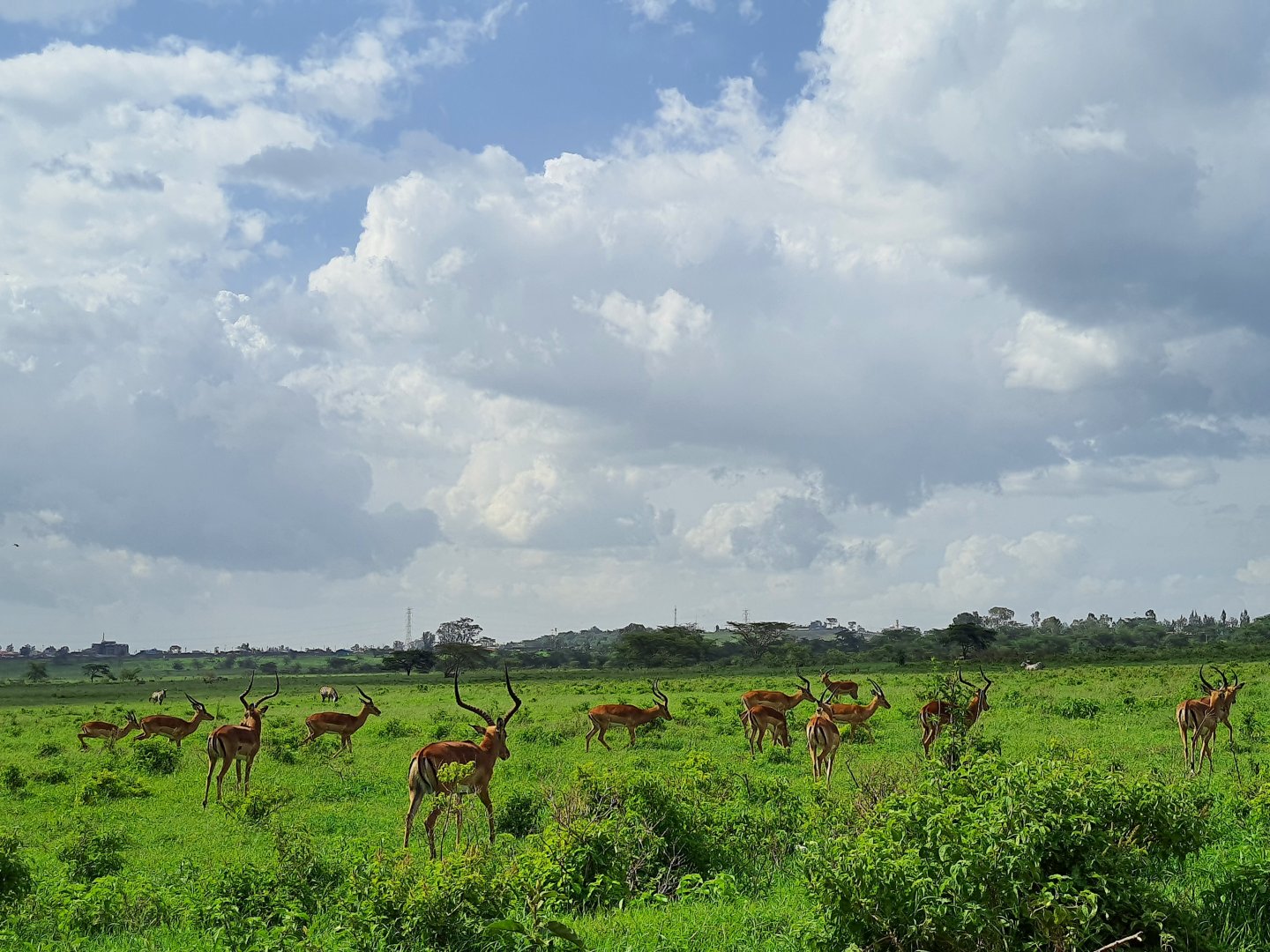 Impala herd