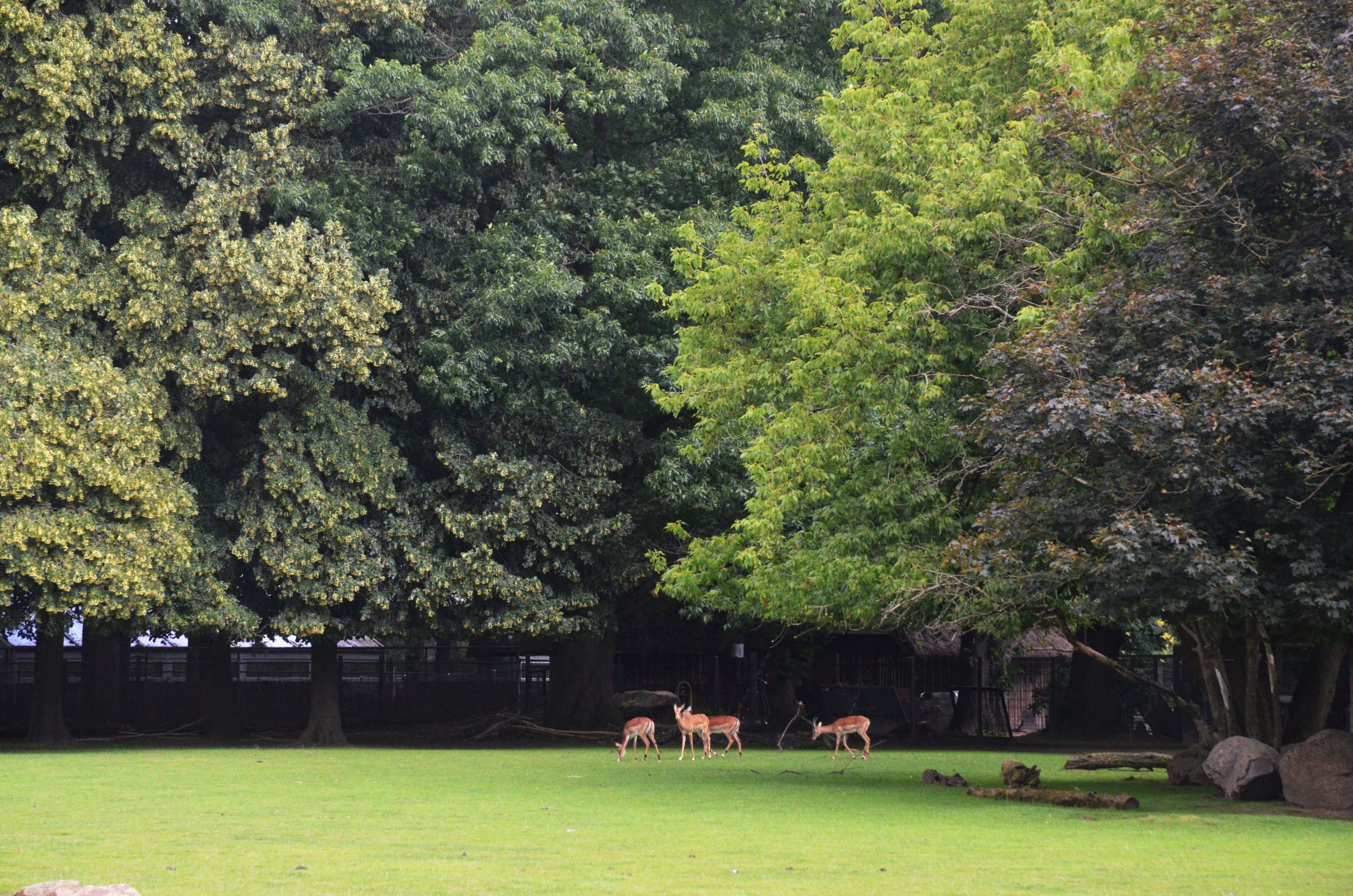 Impala in Savannah Enclosure at Krefeld, 15/06/19