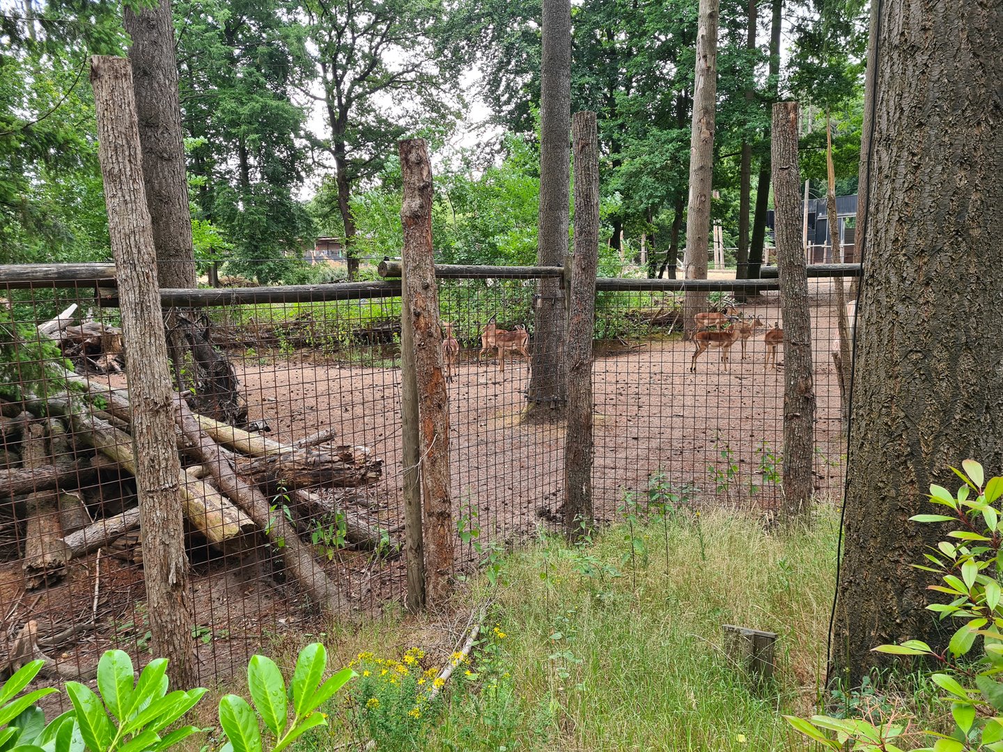Impala in Savannah enclosure