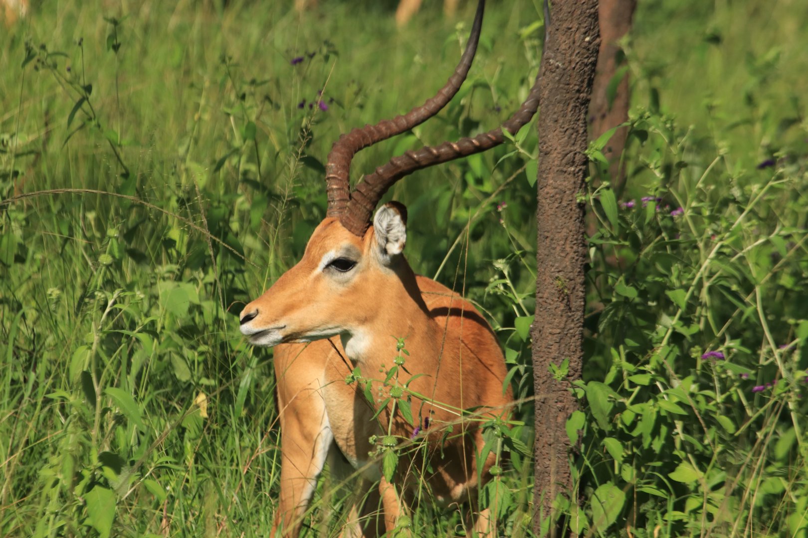 Impala (January 2020)