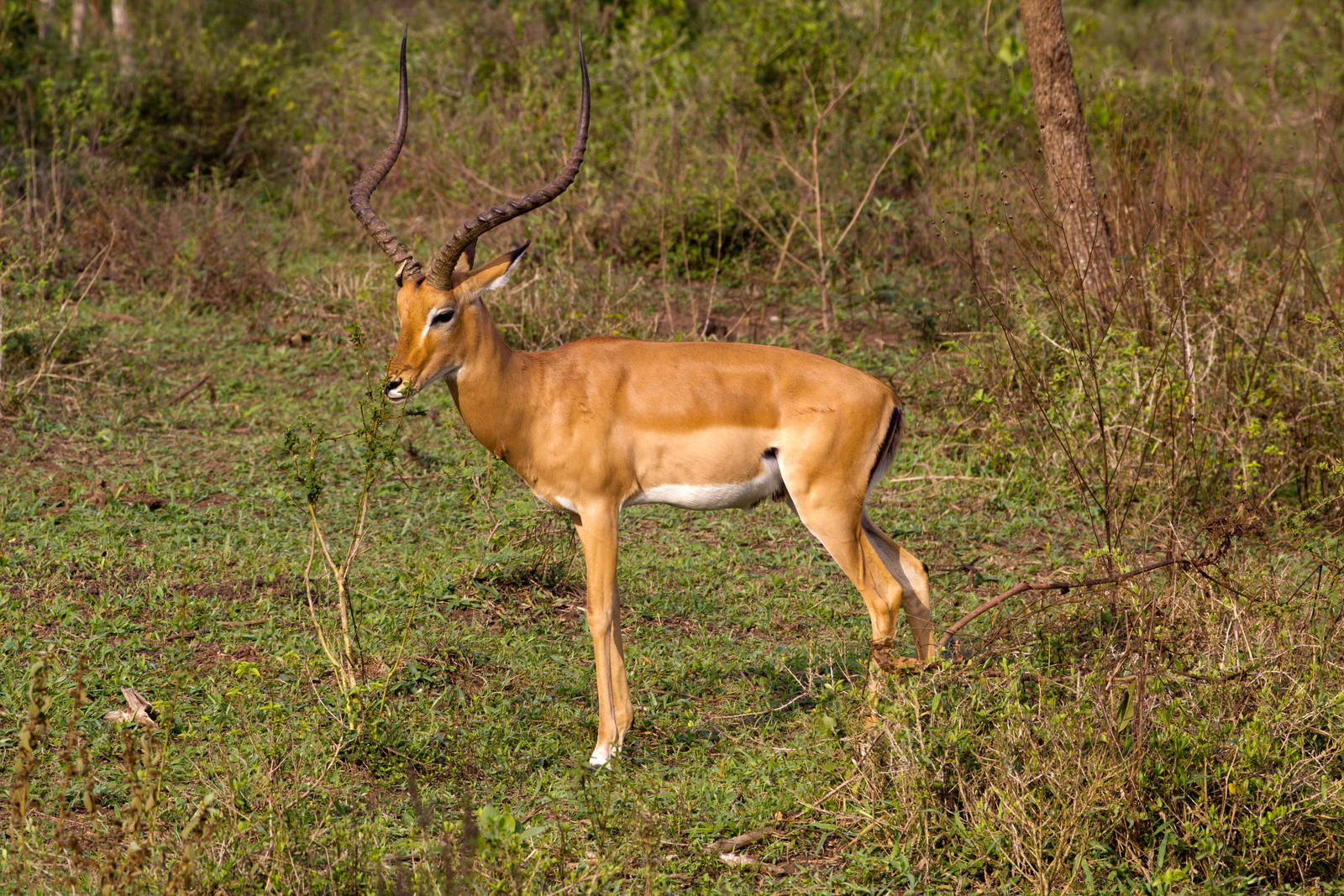 Impala male