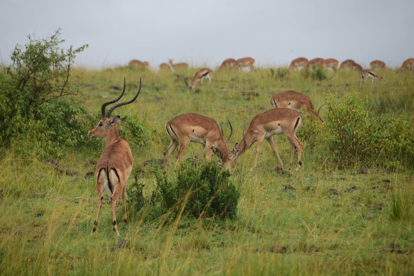 Impala - Masai Mara