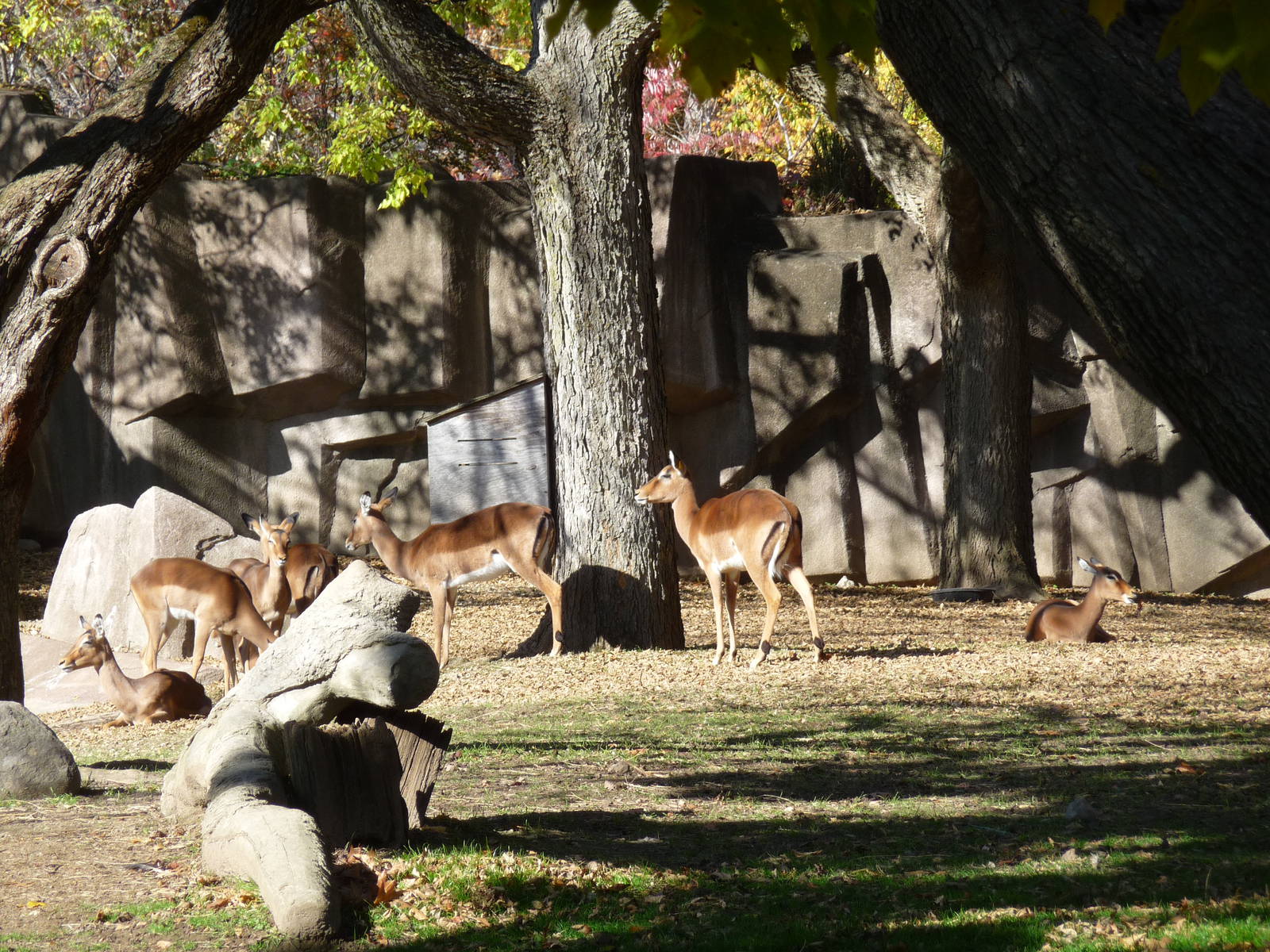 impala milwaukee zoo