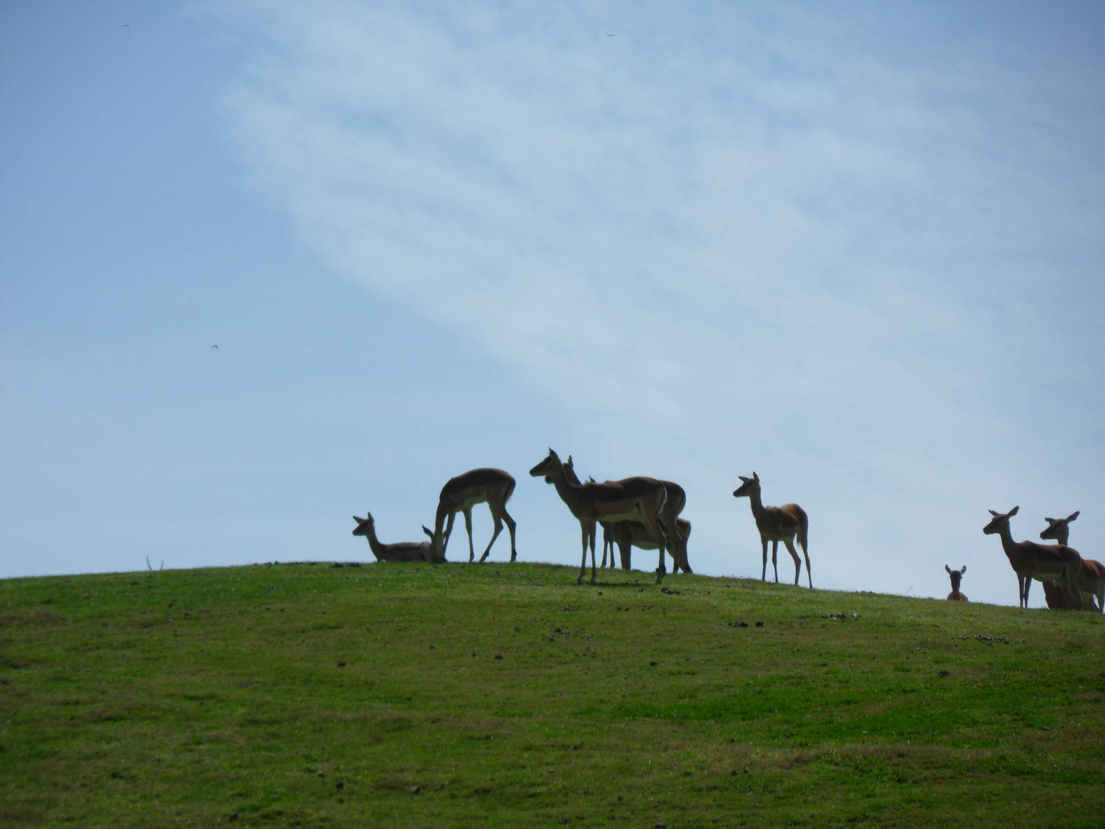 Impala on a hilltop