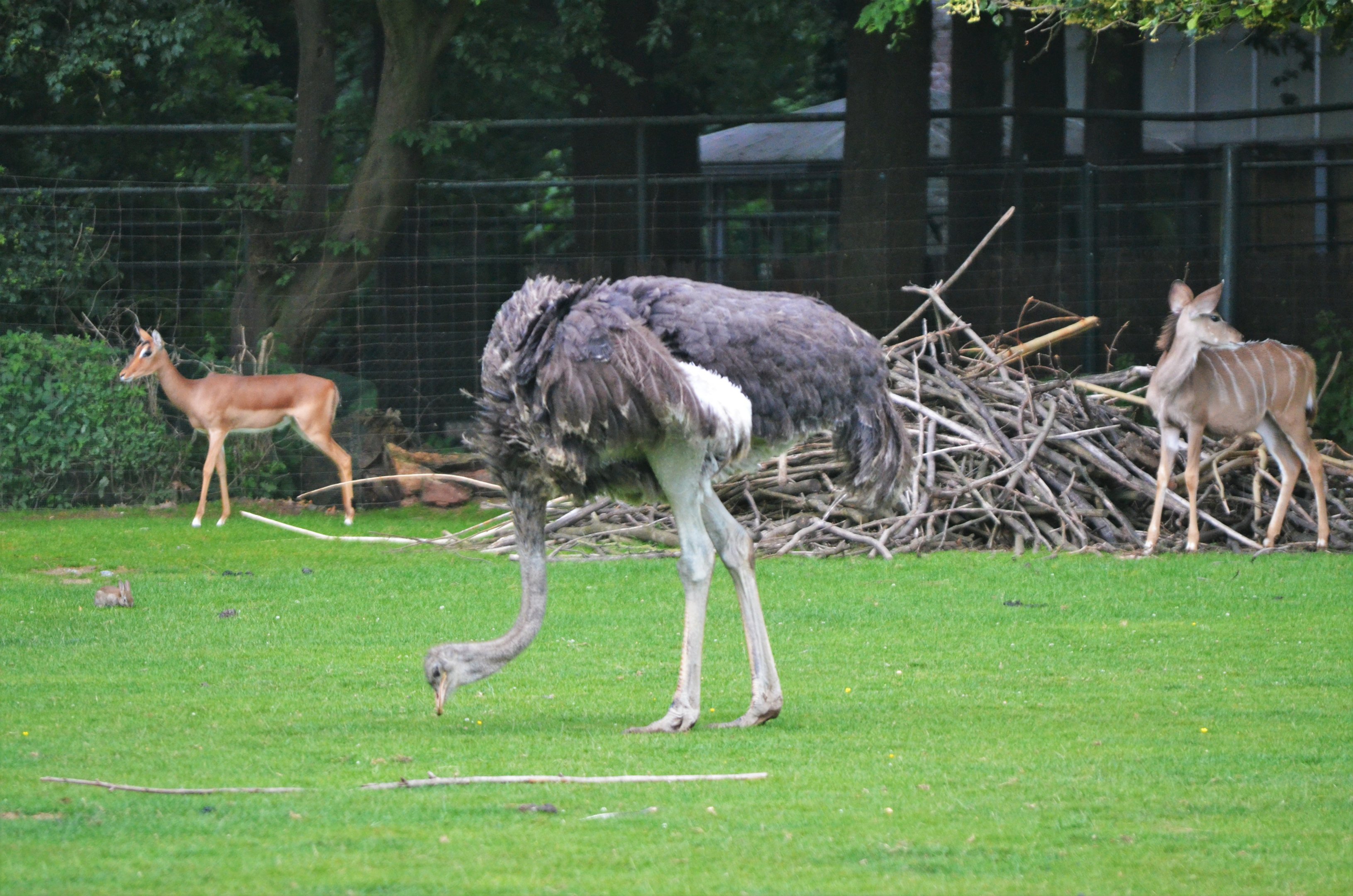 Impala, Ostrich and Greater Kudu at Krefeld, 15/06/19