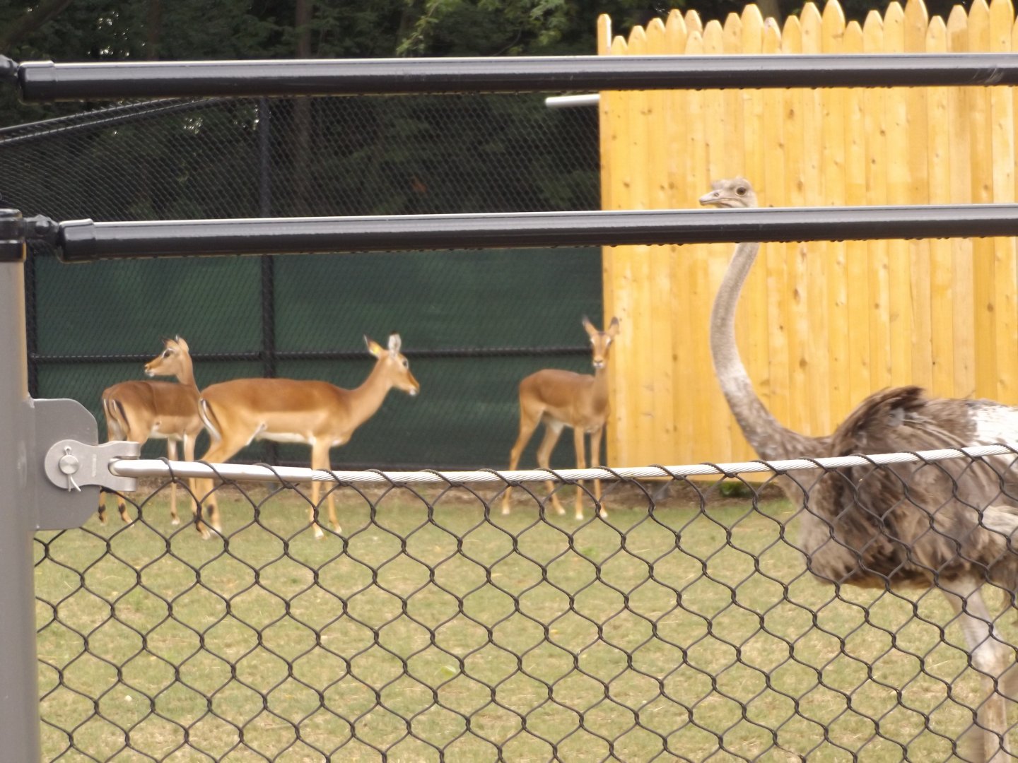 Impala Plains- Impala and Ostrich