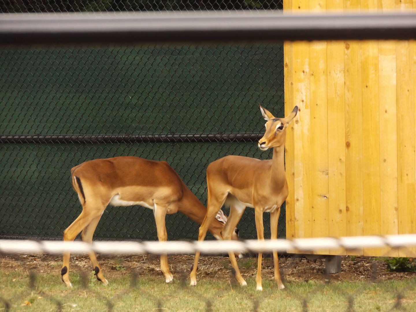 Impala Plains- Impala