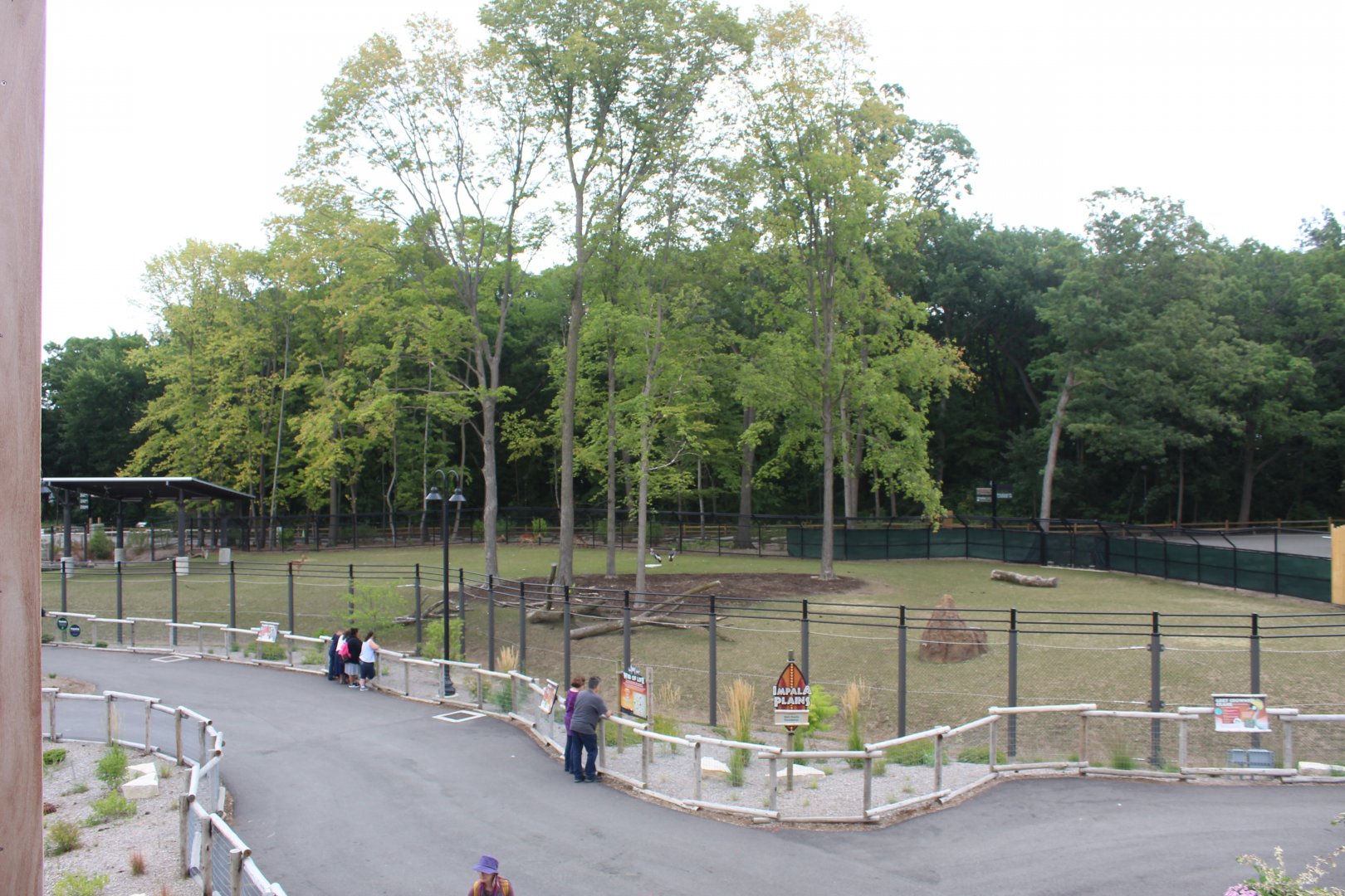 Impala Plains Overview (Impala, Plains Zebra, Ostrich, African Crowned-Crane)