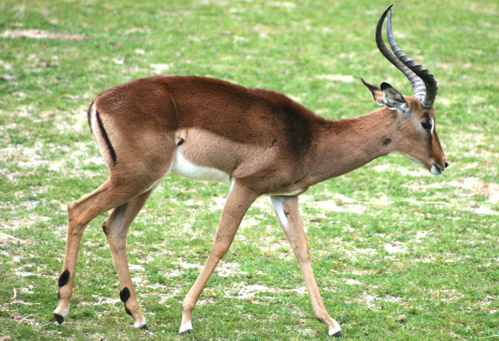 Impala; Planckendael; 11th May 2010